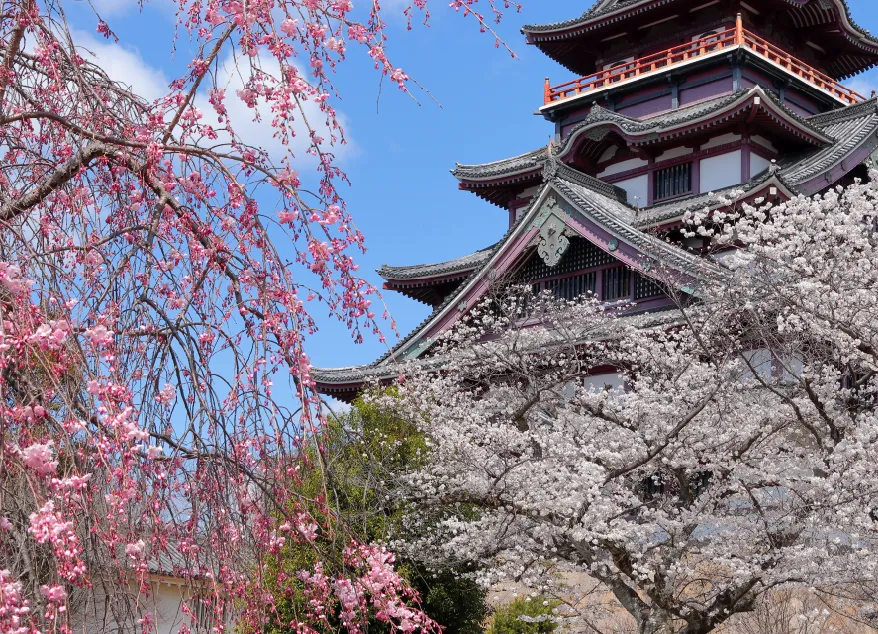 伏見のランドマーク「伏見桃山城」